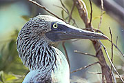 Picture 'Eq1_31_32 Blue Footed Booby, Galapagos, North Seymour'